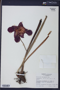 Sarracenia leucophylla image