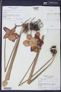 Sarracenia leucophylla image