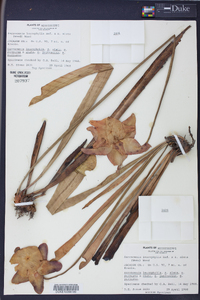 Sarracenia leucophylla image