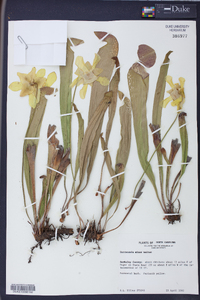 Sarracenia minor image