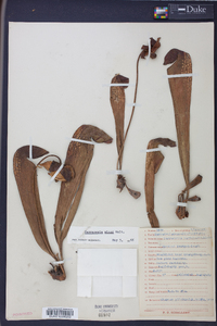 Sarracenia minor image