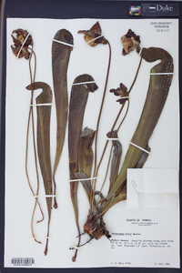 Sarracenia minor image