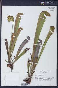 Sarracenia minor image