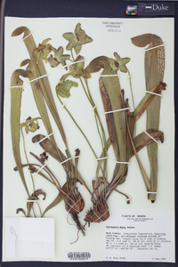 Sarracenia minor image