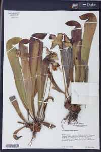 Sarracenia minor image