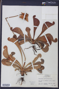 Sarracenia psittacina image