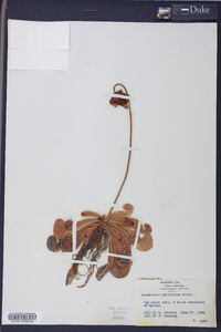 Sarracenia psittacina image