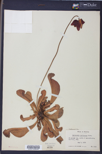 Sarracenia psittacina image