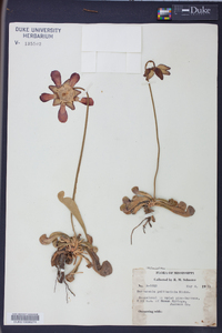 Sarracenia psittacina image