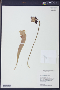 Sarracenia psittacina image