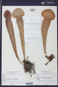 Sarracenia purpurea image