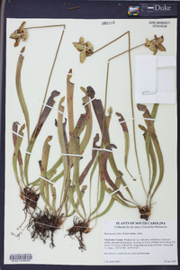 Sarracenia rubra image