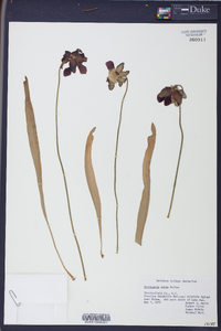 Sarracenia rubra image