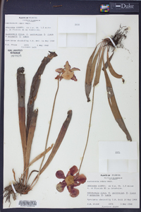 Sarracenia rubra image