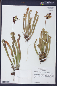 Sarracenia rubra image