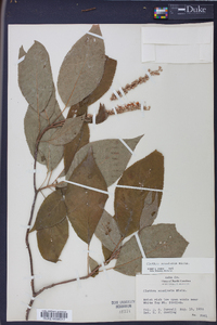 Clethra acuminata image