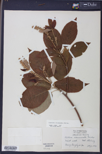 Clethra acuminata image