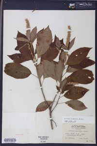 Clethra acuminata image