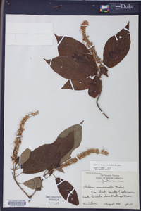 Clethra acuminata image