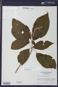 Clethra acuminata image