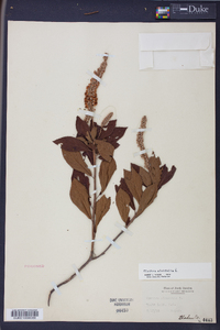 Clethra alnifolia image