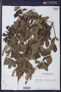 Clethra alnifolia image