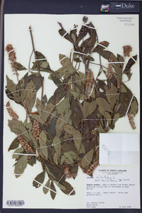 Clethra alnifolia image