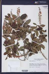 Clethra alnifolia image