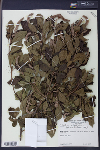 Clethra alnifolia image