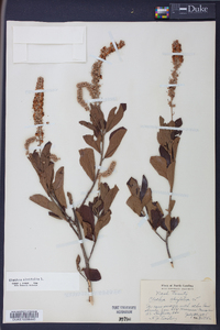 Clethra alnifolia image