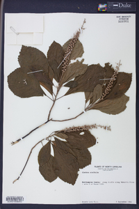 Clethra alnifolia image