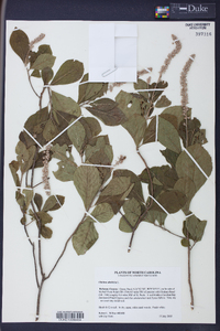 Clethra alnifolia image