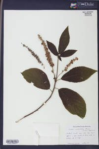 Clethra acuminata image