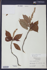 Clethra acuminata image