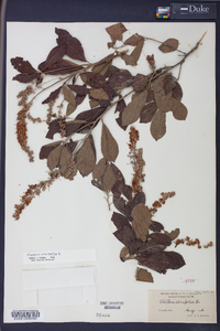 Clethra alnifolia image