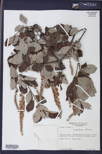 Clethra alnifolia var. tomentosa image