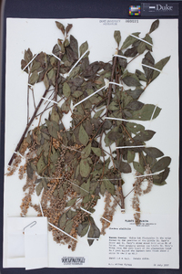 Clethra alnifolia image