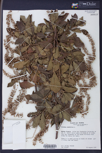 Clethra alnifolia image