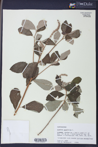 Clethra alnifolia image