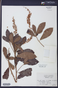 Clethra alnifolia image