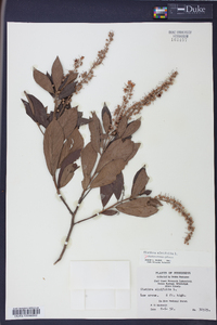 Clethra alnifolia image