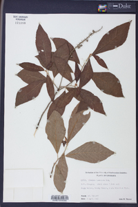 Clethra tomentosa image