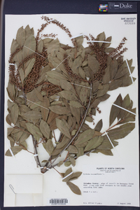 Cyrilla racemiflora image