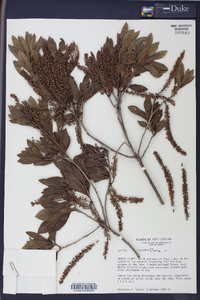Cyrilla racemiflora image