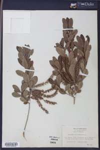 Cyrilla racemiflora image