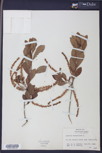 Cyrilla racemiflora image