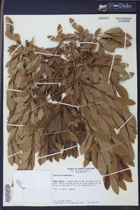 Cyrilla racemiflora image