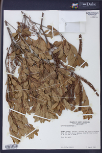 Cyrilla racemiflora image
