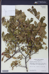 Batodendron arboreum image