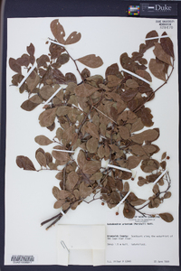 Batodendron arboreum image